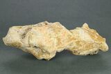 Partial Oreodont (Merycoidodon) Upper Skull - South Dakota #269855-4